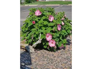 Photo #5: 1843296 Listing 