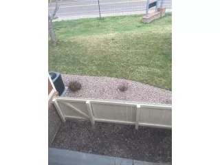 Photo #2: 3567219 Listing 