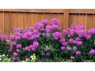 Photo #5: 8300576 Listing 